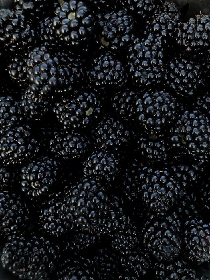 Sun-Kissed Berries: Ripe Rural Delights